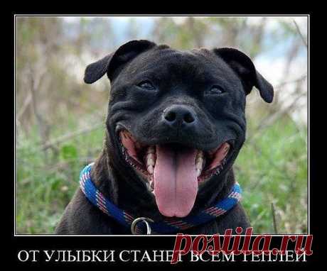 Внимание ! Моя улыбочка вам....