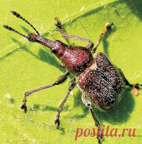 Вредители вишни: их немного, но они опасны | 6 соток