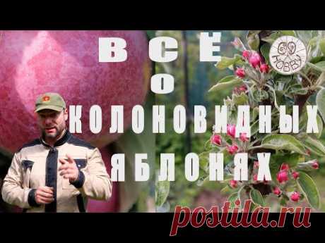 .Про колоновидные яблони
