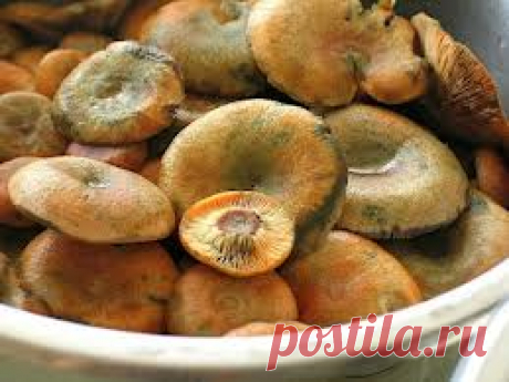 Соление грибов на зиму (рыжики и грузди)