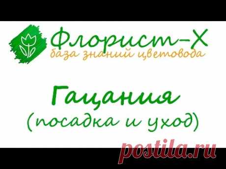 Цветок гацания – выращивание из семян, посадка и уход