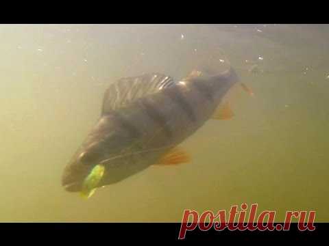 Отводной поводок: монтаж, ловля, схемы, фото, видео