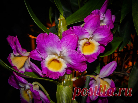 Орхидея Дендробиум нобиле – уход в домашних условиях
