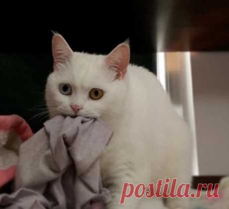- Что ты там опять ешь, кот?
- Нифиго.