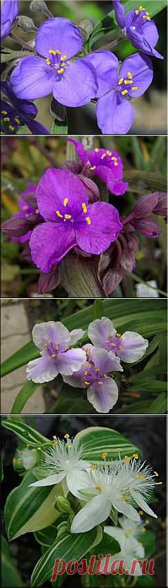 Традесканция (Tradescantia). Описание, виды и уход за традесканцией | Флористика на "Добро ЕСТЬ!"