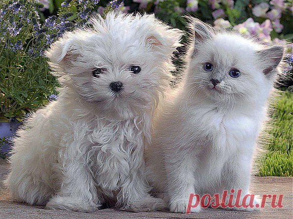 Мой Мир@Mail.Ru