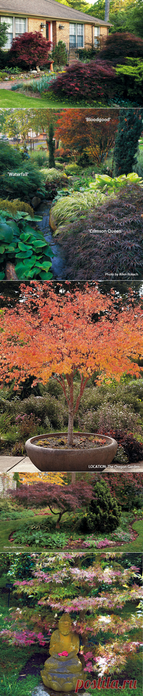 Designing with Japanese maples | Garden Gate