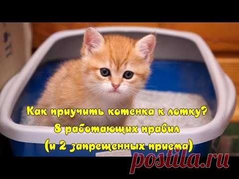 Как приучить котенка к лотку? How to teach a kitten to the tray?