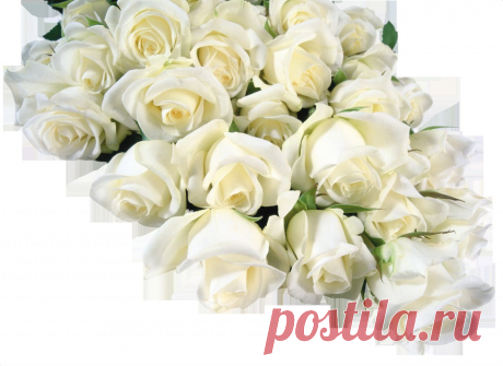 Плейкаст «Белые розы!»