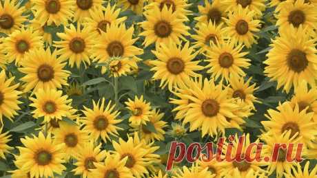 Sunflowers wallpaper - 1255212