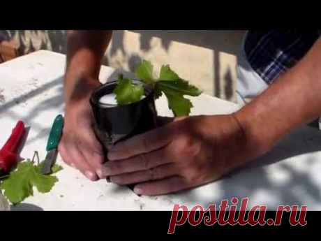 ▶ Саженцы из ЗЕЛЁНЫХ черенков - YouTube