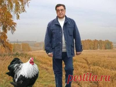 Аман Тулеев направит 75 тысяч кур-несушек в семьи Кузбасса | Внешнеэкономические связи
