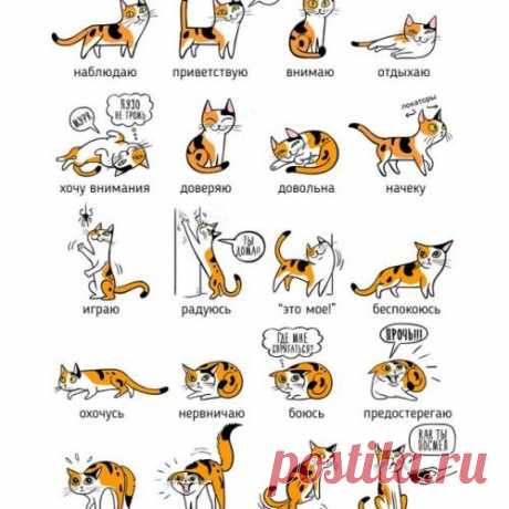 Кошачий и собачий языки