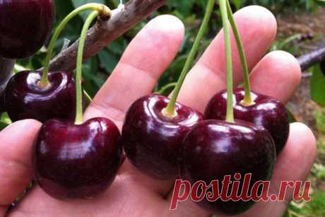 7 требований вишни, без которых она не будет щедра к дачникам | АГРОНОМ ИВАН | Яндекс Дзен