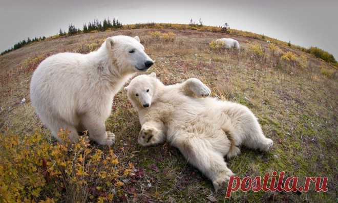 Живая природа