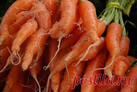 Почему морковь выросла кривой..