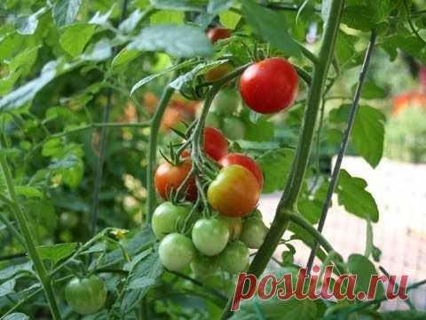 Сад, огород, дача