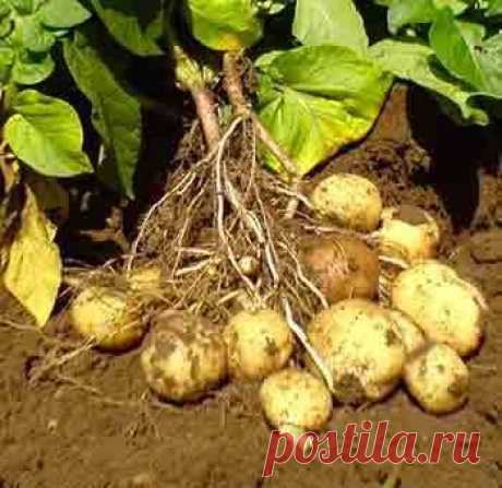 Какой картофель оставить на семена — 6 соток