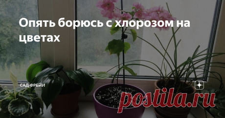 Опять борюсь с хлорозом на цветах Всем привет!
Бывает такое: все на подоконниках благонравно, а потом — бац! — как гром среди ясного неба видишь: кто-то из комнатных растений приболел или подъеден.
Последним переполохом в моем небольшом цветочном царстве был паутинный клещ на кротоне из Леруа. Боролись мы с ним месяца 3 точно: растюха была отправлена в ссылку в нежилую комнату, где бесконечно идет ремонт и нет (разумеется, пока!)