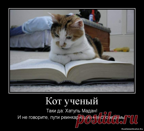 Кот ученый и умный мальчик
