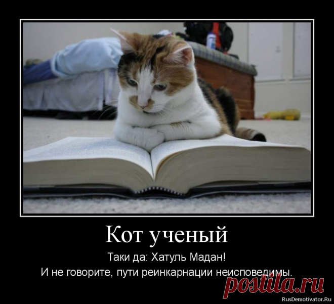 Кот ученый и умный мальчик