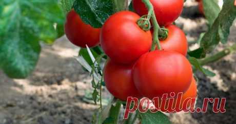 Низкорослые томаты – самые урожайные сорта А вы знаете, что низкорослые сорта томатов приносят ранний и дружный урожай? Мы подскажем вам, как выбрать лучшие сорта низкорослых томатов для теплиц и открытого грунта.