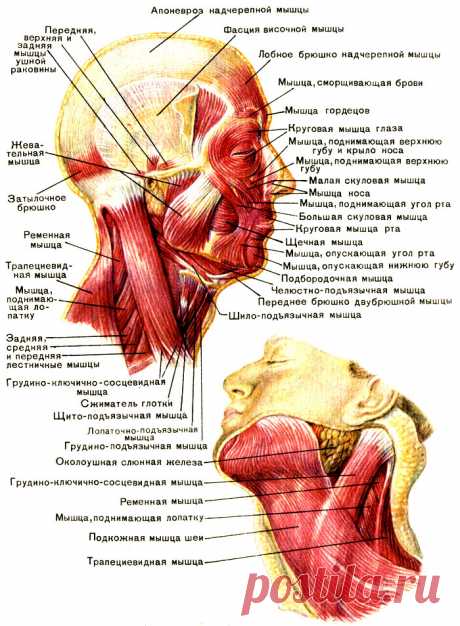 30. Мышцы головы: жевательные и мимические - их особенности и функции [2012 - - Анатомия и физиология человека]