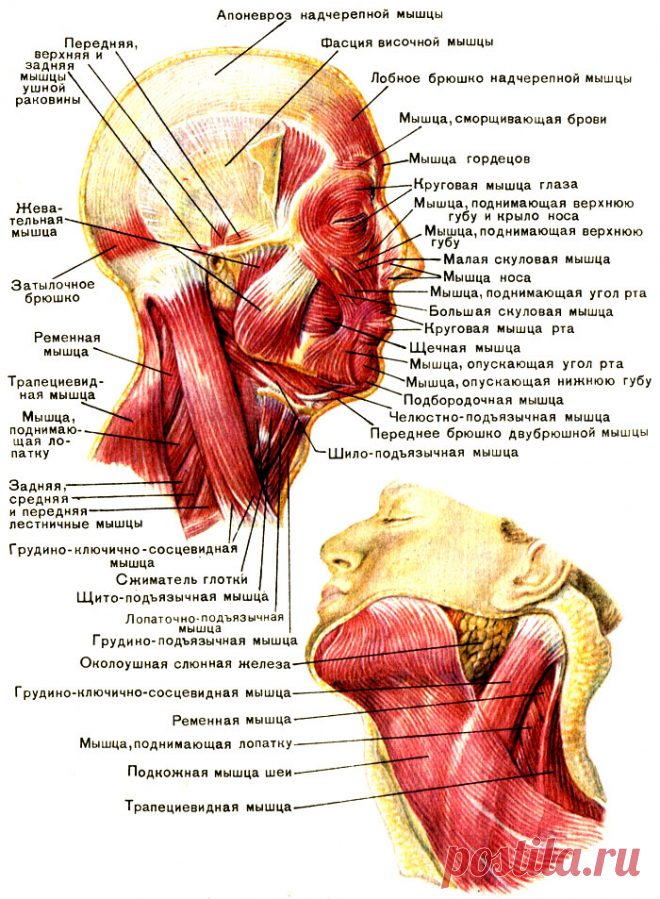 30. Мышцы головы: жевательные и мимические - их особенности и функции [2012 - - Анатомия и физиология человека]