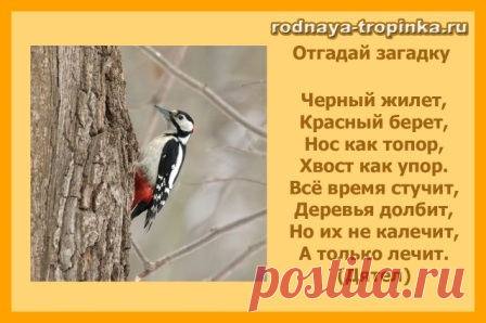 ПТИЦЫ ЗИМОЙ: ДЕТЯМ О ДЯТЛЕ. ИЗ ИГРОВОЙ КОПИЛКИ 