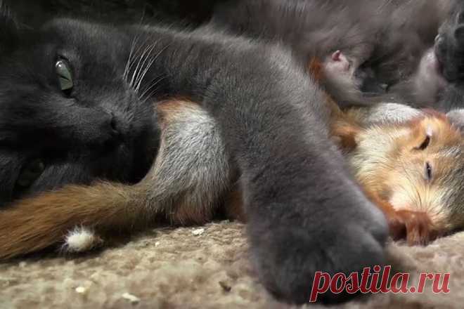 Как крымская кошка воспитала бельчат: невероятно милое видео
