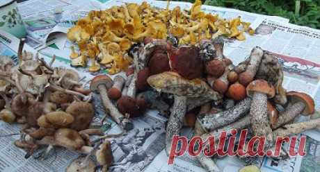 Можно ли жарить грибы без отваривания? | Ленивый сад