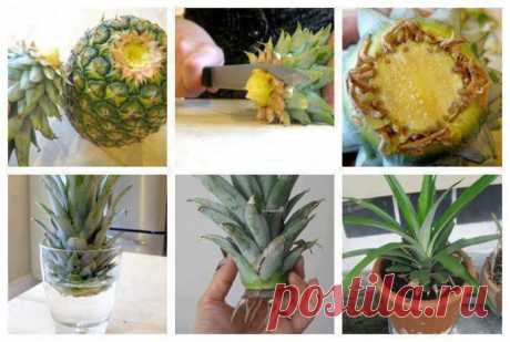 Как вырастить ананас из верхушки