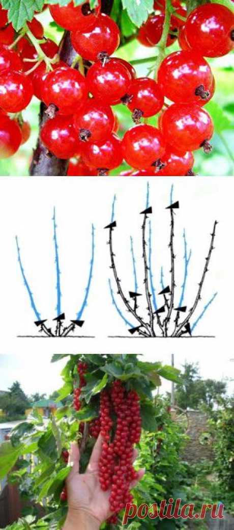 Красная смородина: посадка, формирование и способы размножения