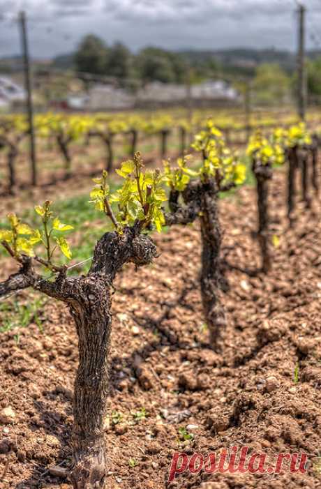 Vineyard – Viñedos en Canedo (Spain), HDR | HDR from five br… | Flickr