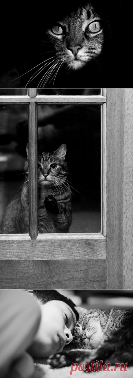 Черно-белые фотографии мистических созданий – кошек | VICER.RU