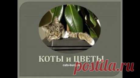 И флорист не нужен, если дома кот. О пристрастии домашних кошек к цветам. Опасные цветы для кошек https://cats-burg.ru/kotovedenie/povedenie-koshki/poch...