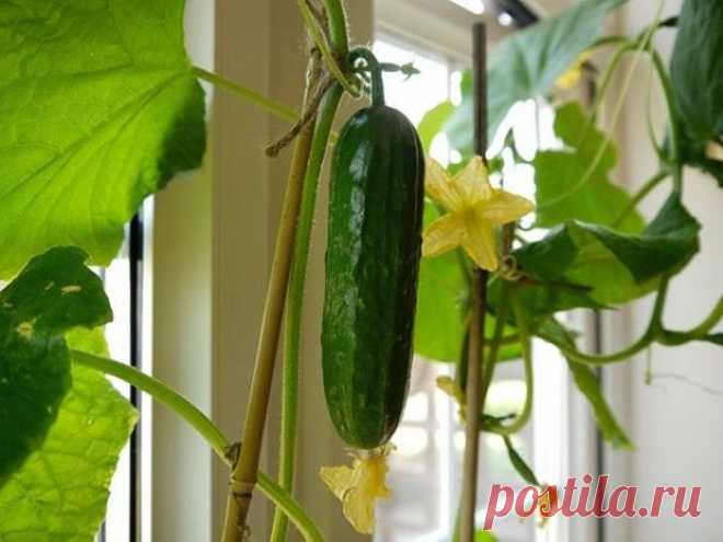 Огурцы на подоконнике. Для начинающих » Женский Мир