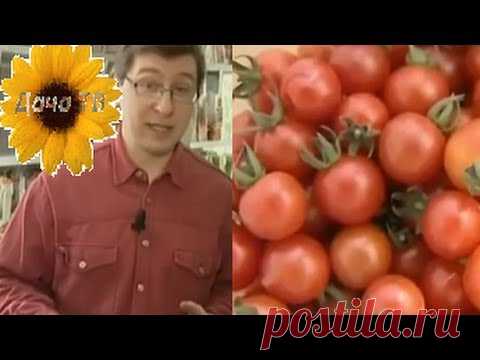 Как вырастить чудо-томаты и собрать хороший урожай?