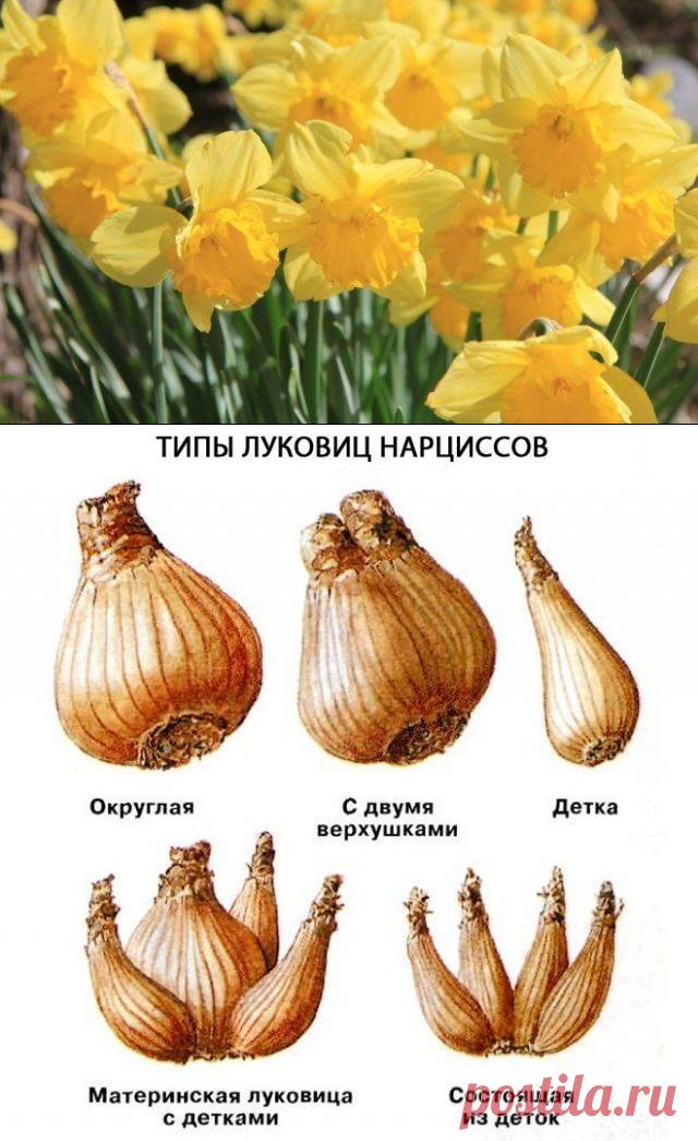 Болезни луковиц тюльпанов описание с фотографиями и названиями