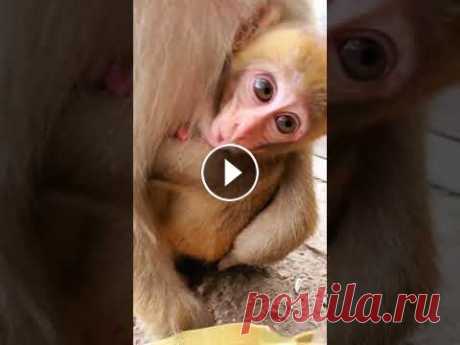 Monkey Life (1966) Monkey Life (1966)#MonkeyFight #FunnyMonkey #Feedingmonkey Monkey Zone bring you all about monkey videos. Monkey in the zoo, monkey in the forest, mon...