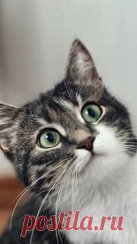 Animal, Cat, Cats Mobile Wallpaper