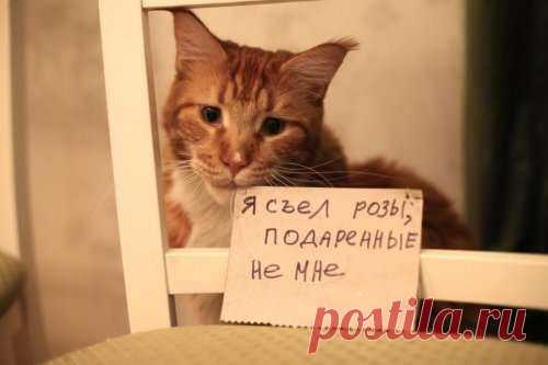 Прикольные картинки и фотки в свежей подборке (31 шт) . Тут забавно !!!