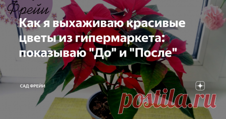 Как я выхаживаю красивые цветы из гипермаркета: показываю "До" и "После" Меня зовут Екатерина и я в последнее время - завсегдатай цветочных отделов гипермаркетов, хотя большую часть новинок заказываю у коллекционеров. Очень коробят разговоры, что "Все цветы в магазинах - одноразовые, ведь их обрабатывают химией. Пустая трата денег!".
