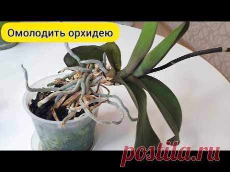 ОМОЛОДИТЬ орхидею с гнилыми корнями // ПЕРЕСАДИТЬ орхидею в кору