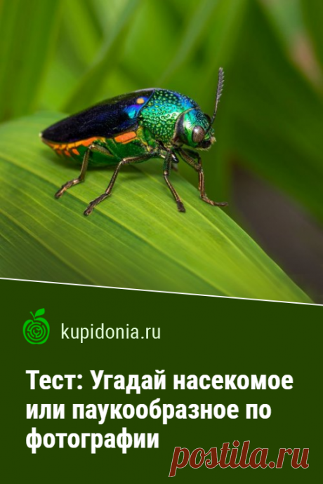 Тест: Угадай насекомое или паукообразное по фотографии. Мы подготовили для вас еще один интересный тест о природе и её обитателях с фотографиями и небольшими подсказками. Сегодня мы предлагаем поговорить о насекомых. Проверьте ваши знания о них!