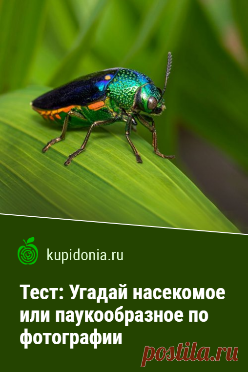 Тест: Угадай насекомое или паукообразное по фотографии. Мы подготовили для вас еще один интересный тест о природе и её обитателях с фотографиями и небольшими подсказками. Сегодня мы предлагаем поговорить о насекомых. Проверьте ваши знания о них!