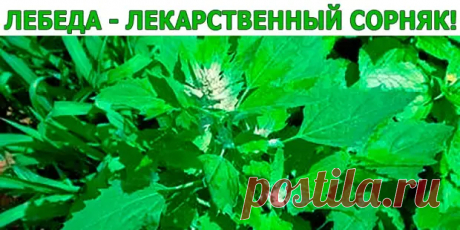 (8) ЛЕБЕДА - ЛЕКАРСТВЕННЫЙ СОРНЯК! - Копилка советов на каждый день - 8 апреля - 43597691124 - Медиаплатформа МирТесен