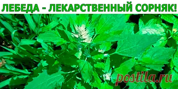 (8) ЛЕБЕДА - ЛЕКАРСТВЕННЫЙ СОРНЯК! - Копилка советов на каждый день - 8 апреля - 43597691124 - Медиаплатформа МирТесен