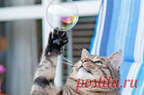 Today is Caturday — Mirage