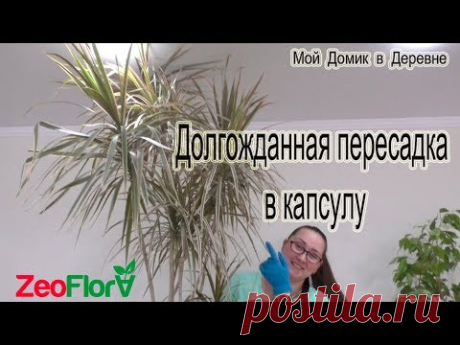 Пересадка драцены в капсулу из цеофлоры!Драцена маргината/Dracaena marginata - YouTube